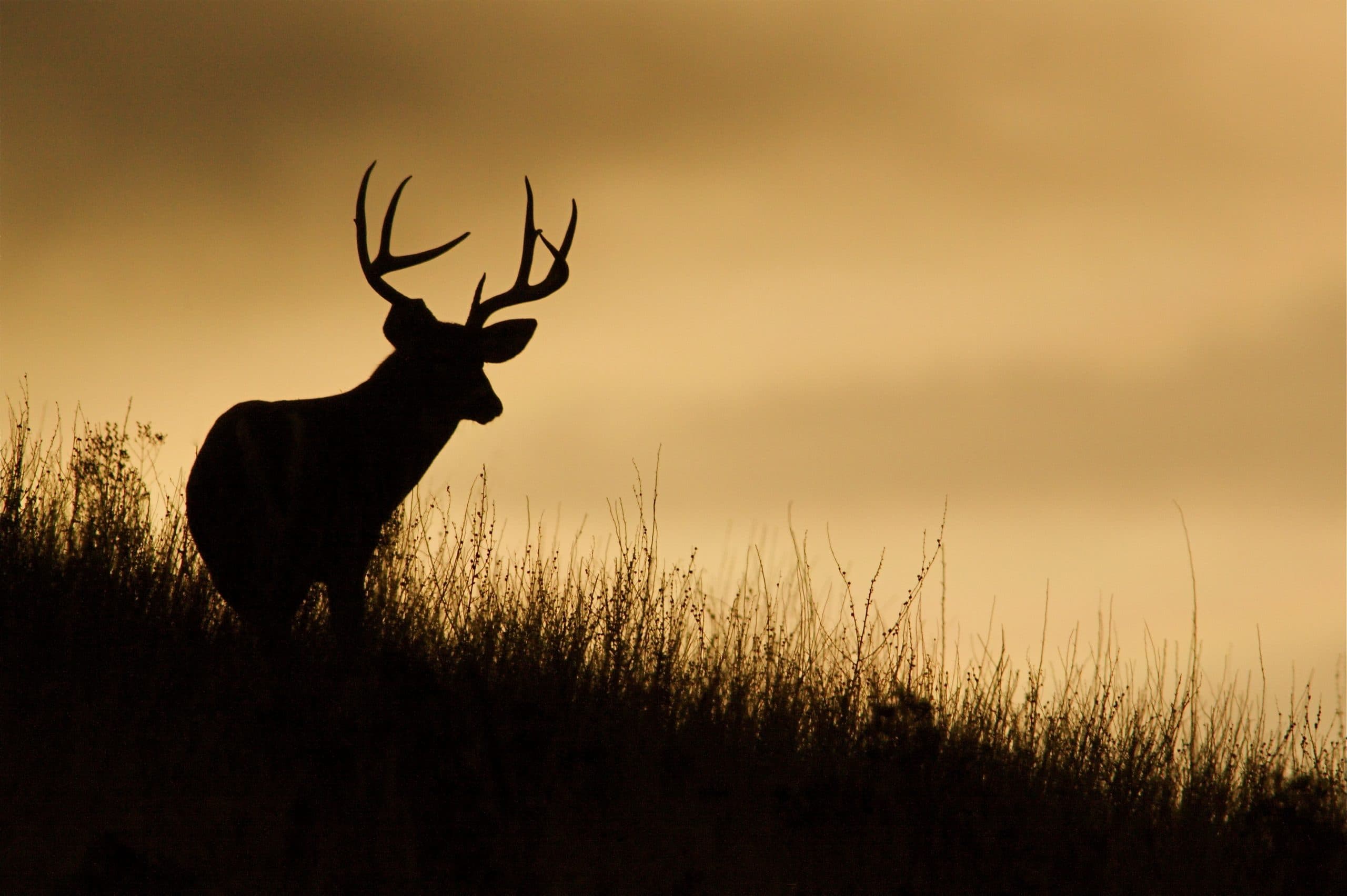 Mobile Hunting App