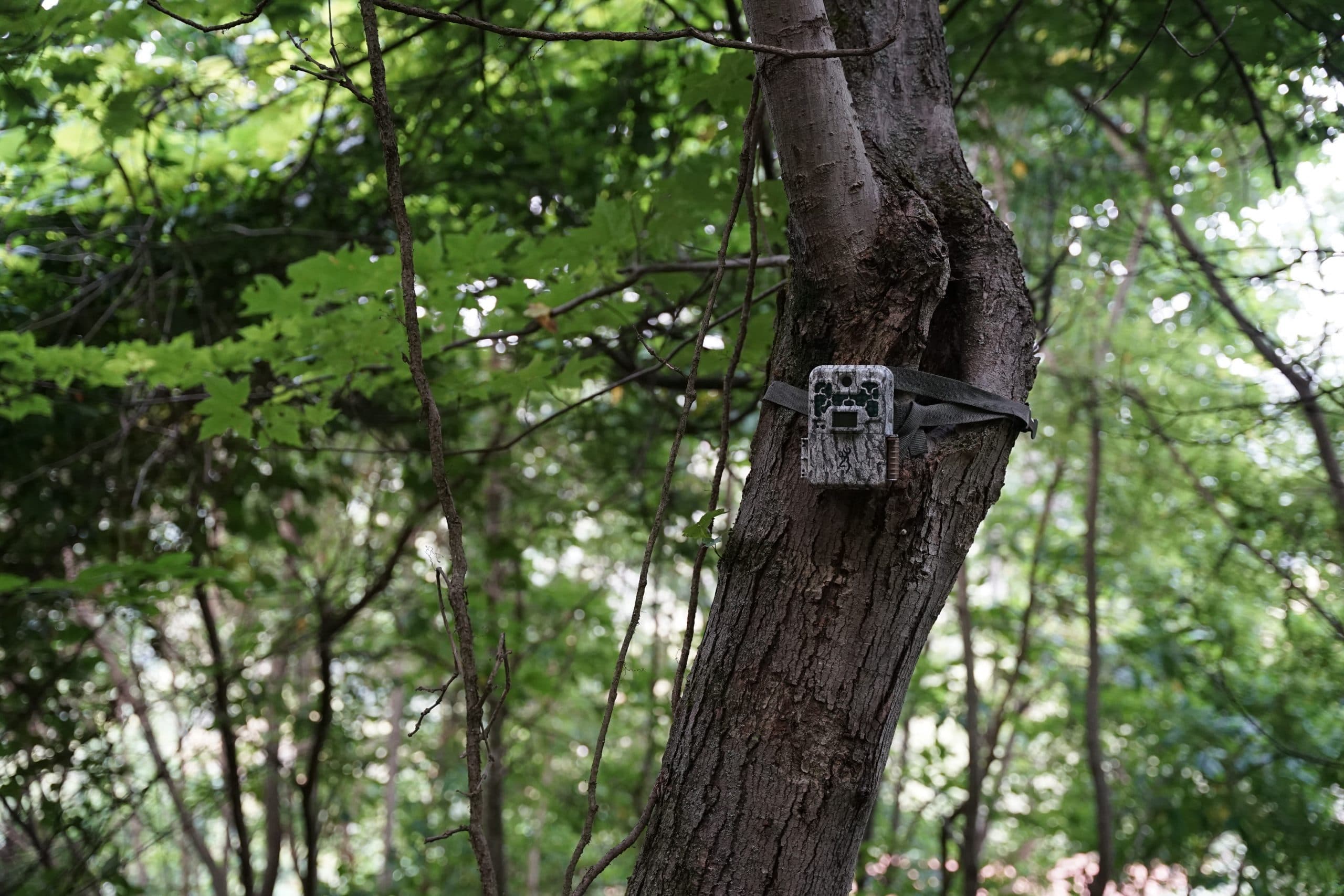 How to Keep Track of Trail Camera Photos