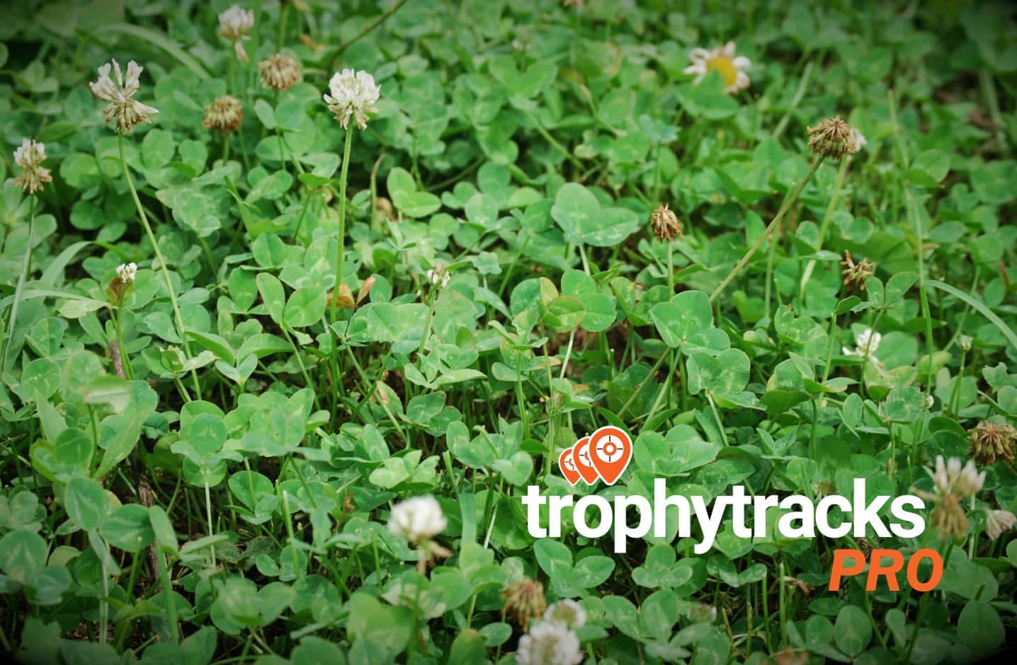 food plot tips