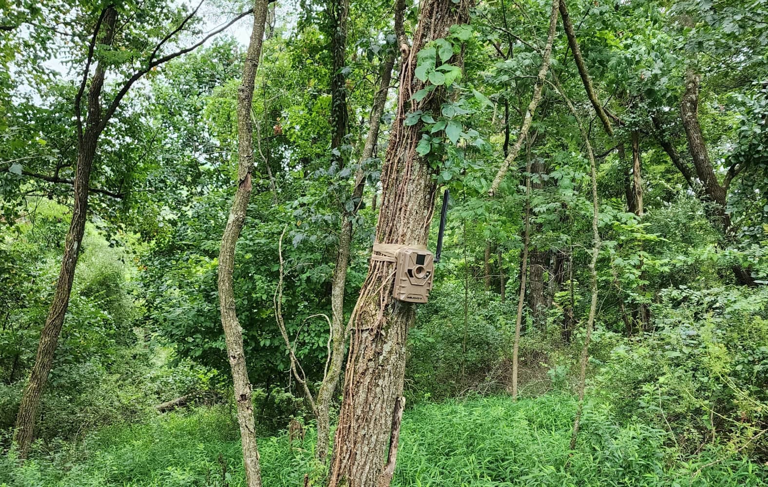 trail cameras for deer hunting