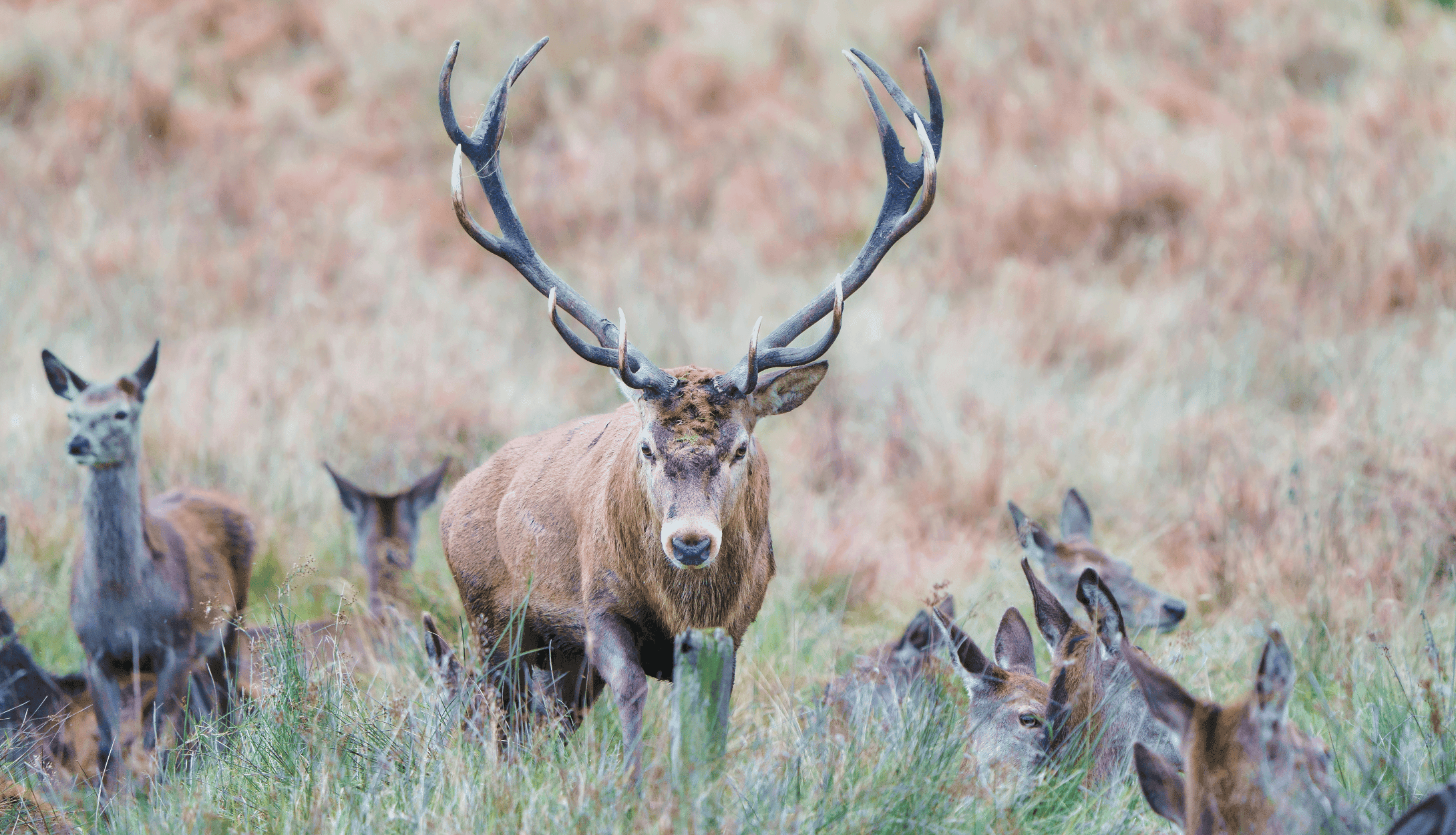 red stag hunting