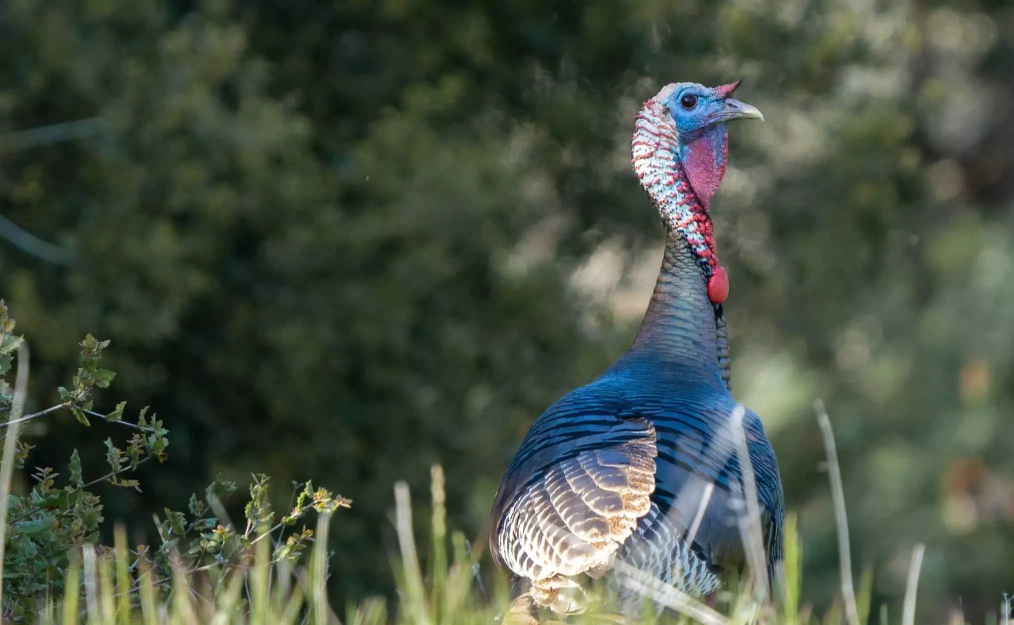 turkey hunting tips