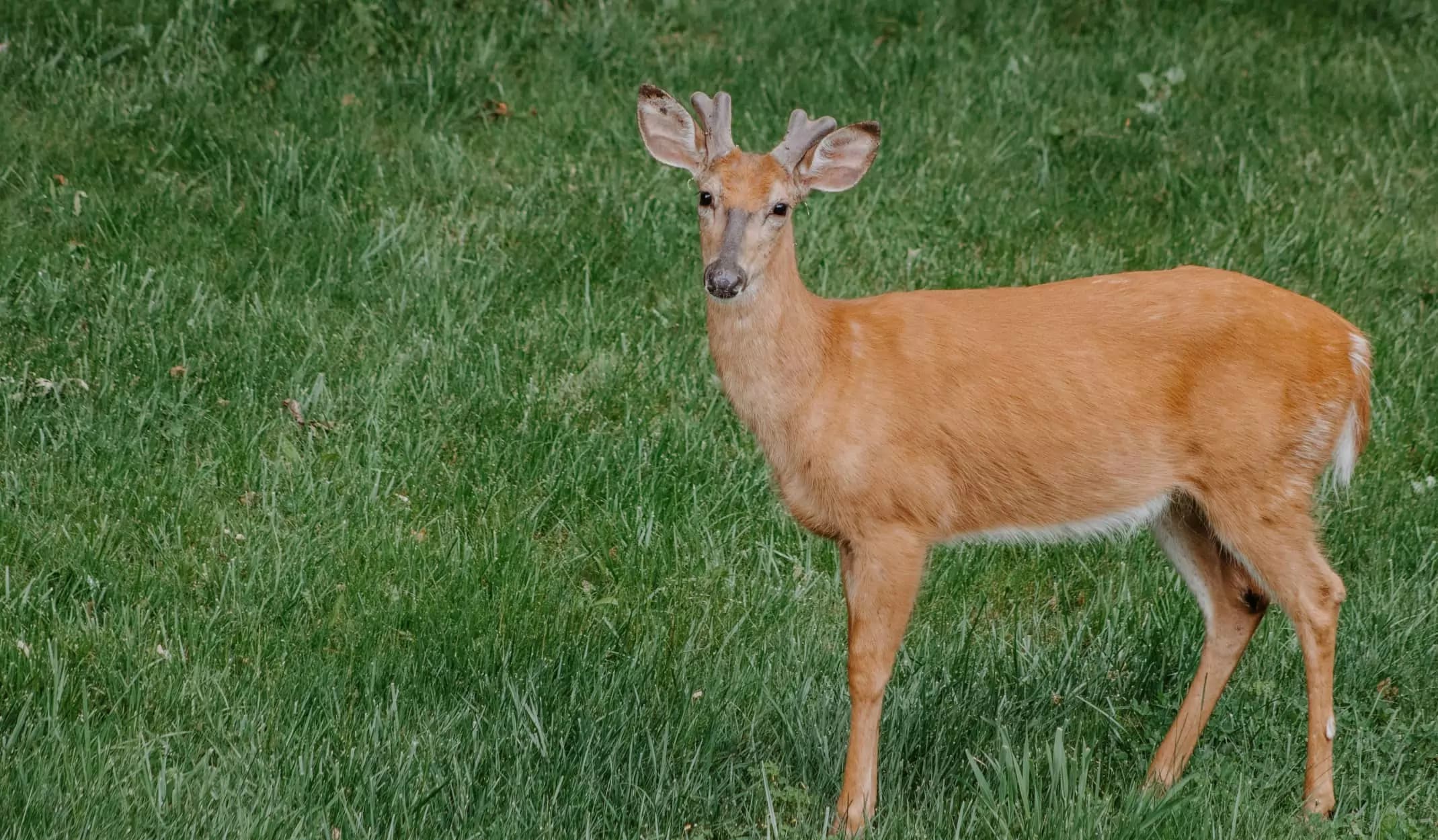 deer mineral sites
