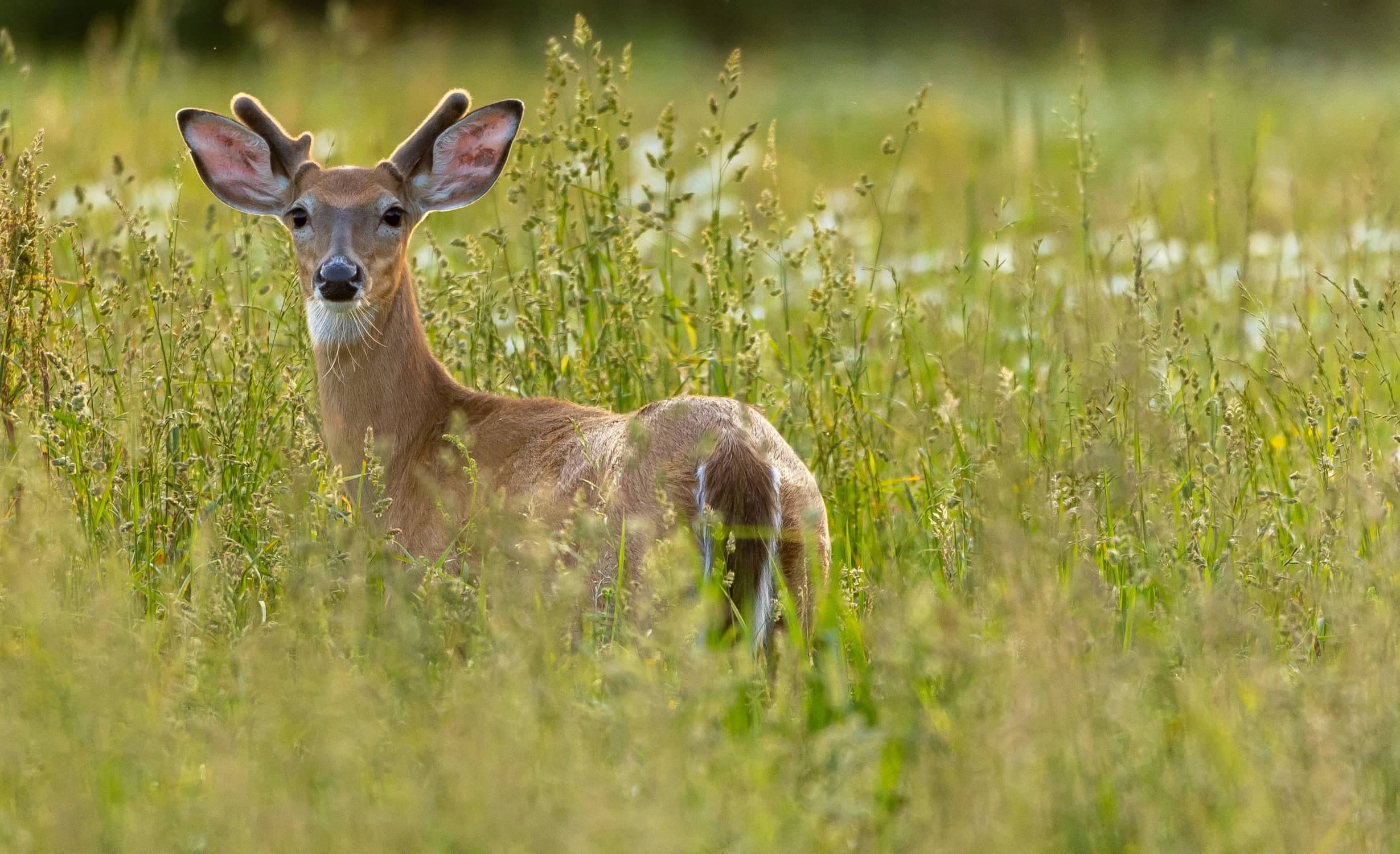 summer food plots for deer