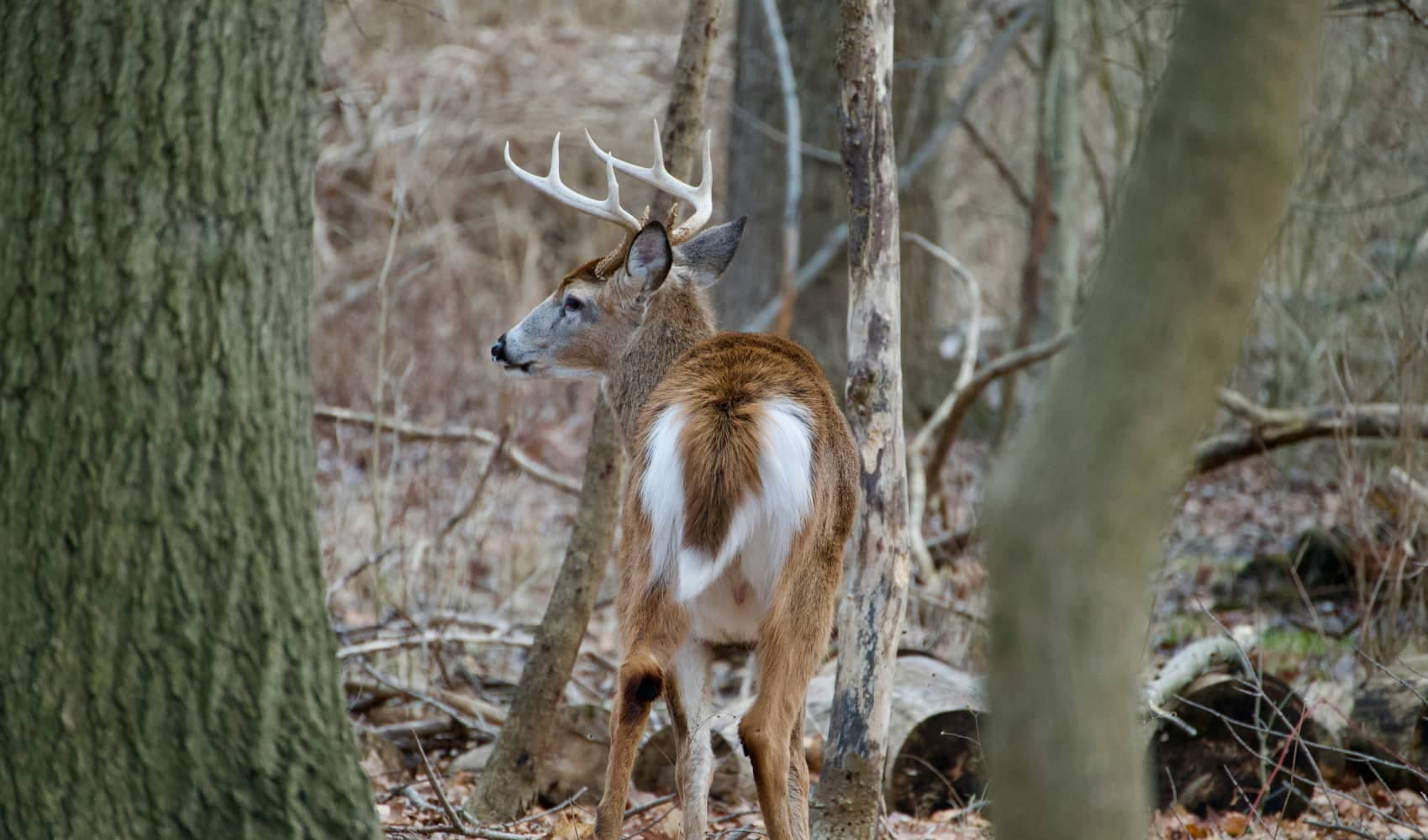 deer movement patterns