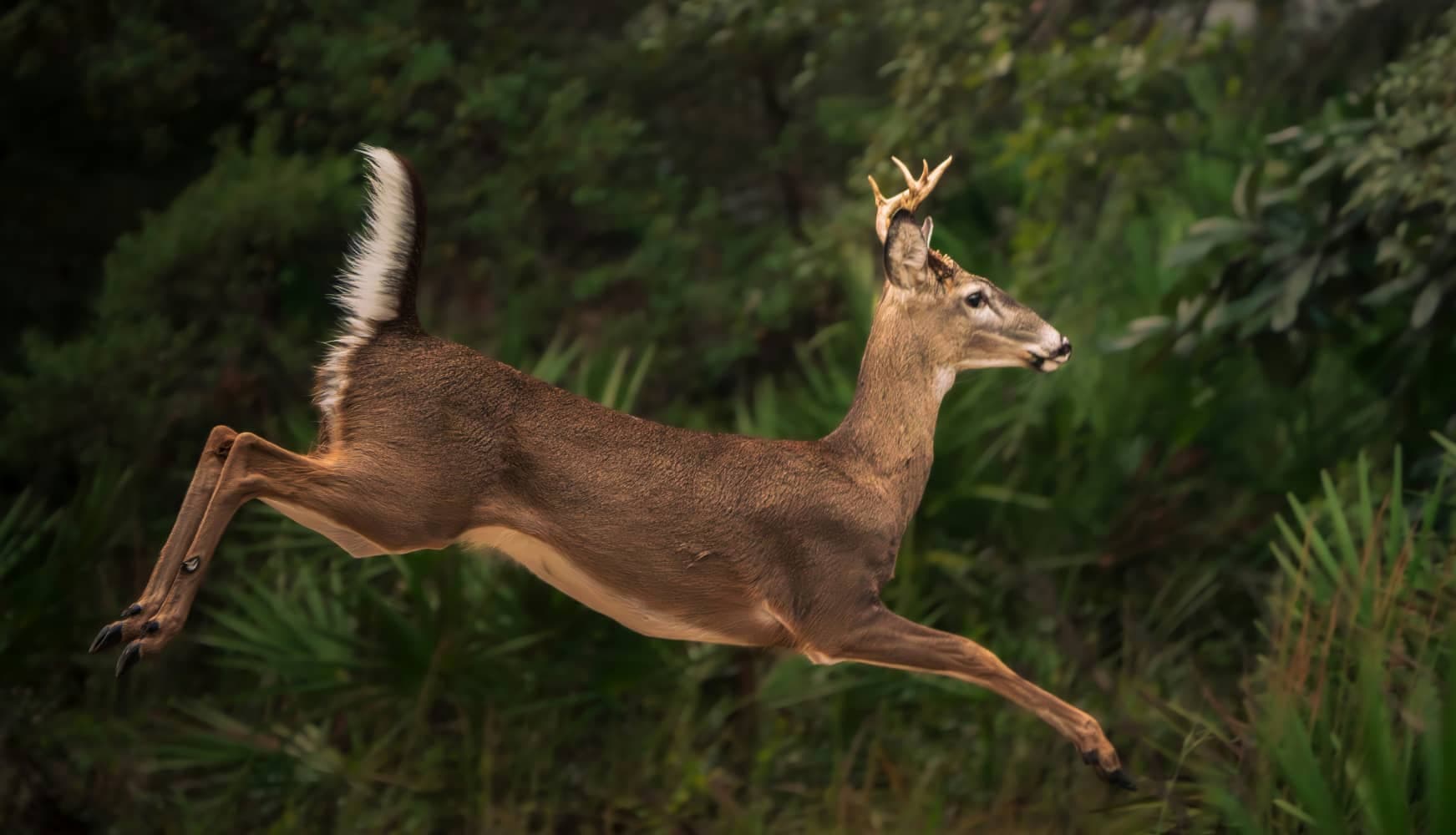 September Deer Movement
