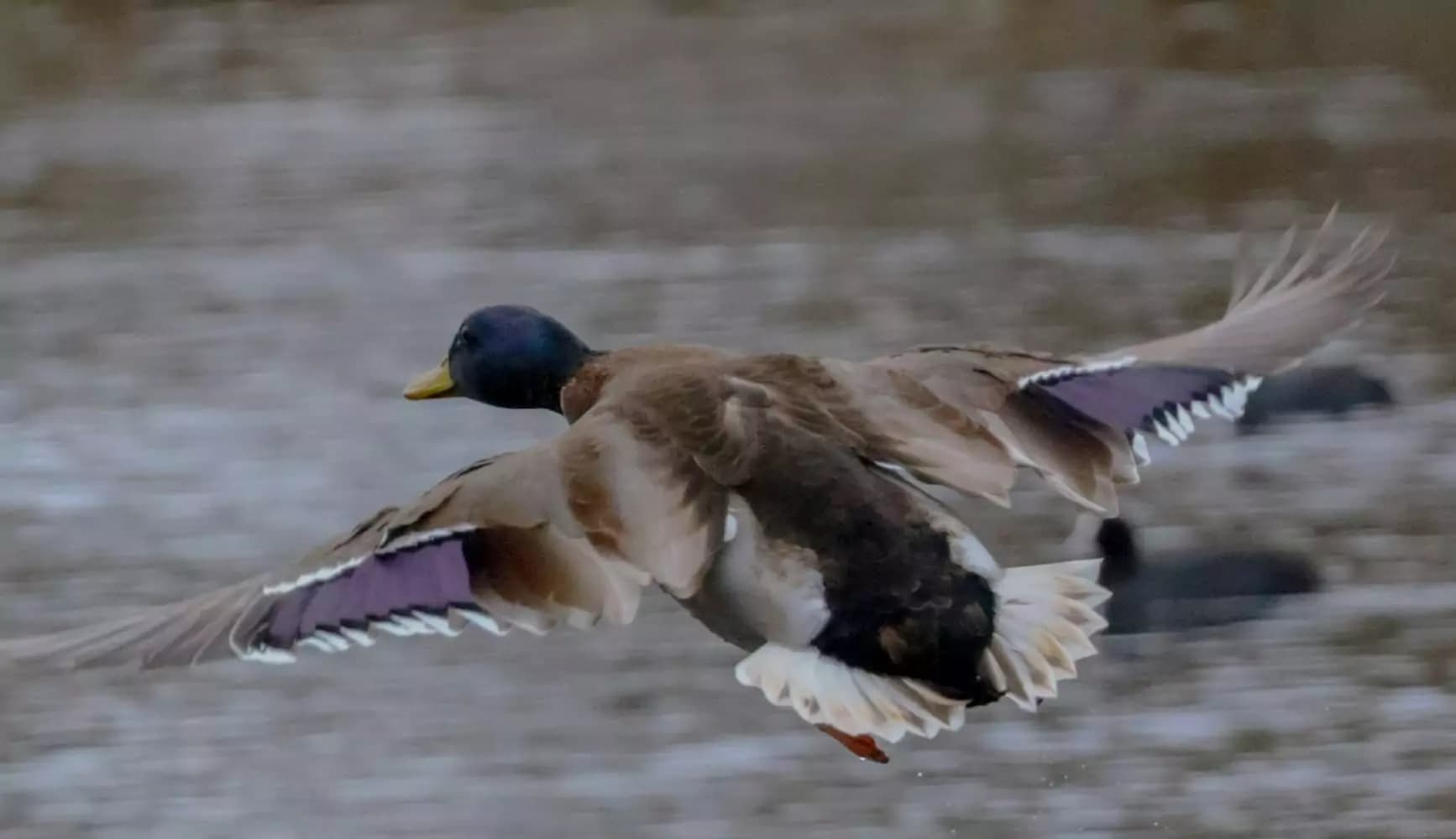 why ducks stop flying